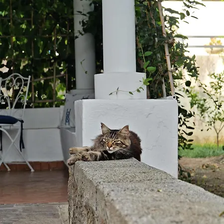 Roda * Panarea